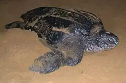 Leatherback turtle nesting at San Miguel Beach in Puerto Rico's Northeast Ecological Corridor.