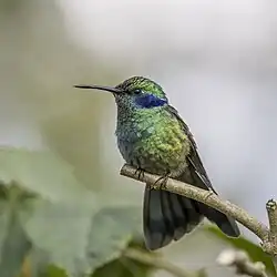 C. c. cyanotus Colombia