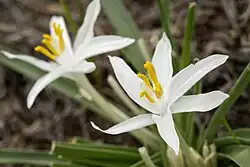 Two starlily flowers, the one to the right in sharp focus showing the six tepals, three nearly identical petals and sepals, the six stamens tipped with golden-yellow pollen , and the single pistol amid the green, grass-like leaves.