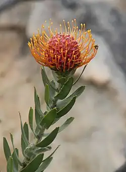 L. vestitum