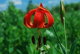 Lilium michiganense.