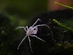 Limnopilos naiyanetri, a Hymenosomatidae