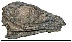 Photograph of the skull of a juvenile Limusaurus