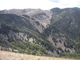Partially forested mountains in Lincoln National Forest.