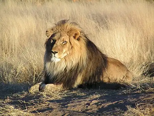 Male lion