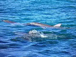 Bottlenosed dolphins at Lipson Cove, Spencer Gulf, South Australia