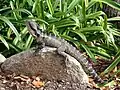 Eastern water dragon in the park.