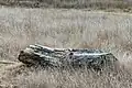 Log, Calera Creek Wetlands, Pacifica