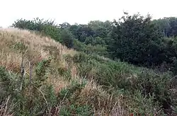 Eastern part of the common