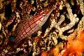 Longnose hawkfish at Wakatobi National Park Sulawesi, 2018