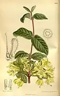 Lonicera hispida (as L. chaetocarpa), 1919.