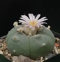 Lophophora williamsii