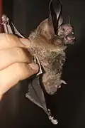 Brown bat