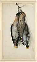 Two Dead Bohemian Waxwings by Lucas Cranach the elder, ca. 1530