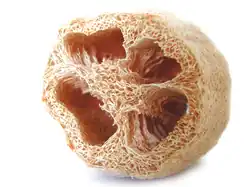 A luffa sponge whose coarse texture helps with skin polishing