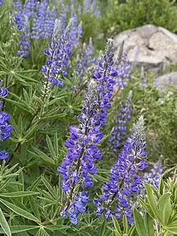 Several silvery lupin inflorescences with purple, pea shaped flowers emerging from the palmate leaves of the plant