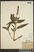 Specimen of Lysimachia commixta collected by Eggert in Illinois in 1875