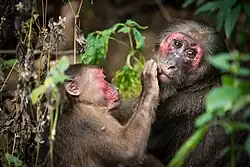 Brown and red monkeys