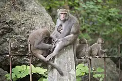 A group of Formosan macaques sitting on a fence