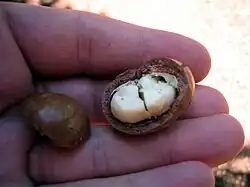 Macadamia, in the husk