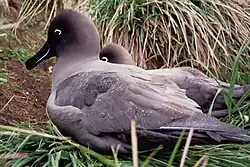 Sooty albatross