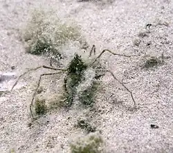 colour photograph of Macropodia czernjawskii