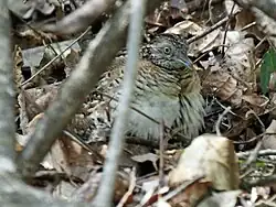Isalo National Park, Madagascar