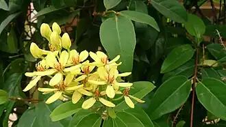 flower and foliage