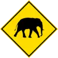 Wild elephant crossing