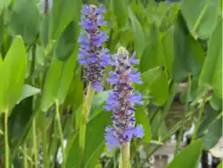 Pickerel weed (genus Pontederia)