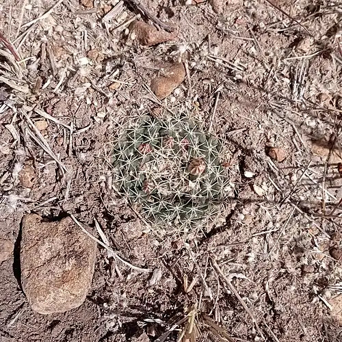 Habitat in Dolores, Hidalgo