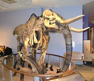 A mammoth skeleton