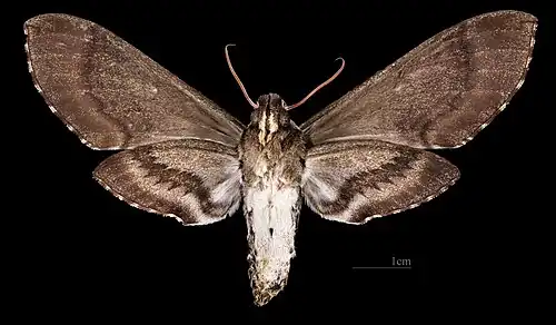 Female ventral Coll. MHNT