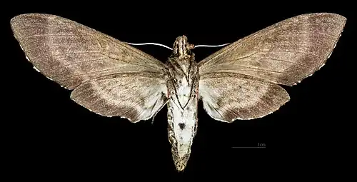 Female △ Ventral side