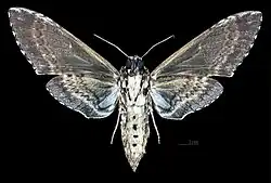 Manduca rustica harterti, ventral view