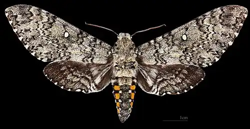 Female - Dorsal side