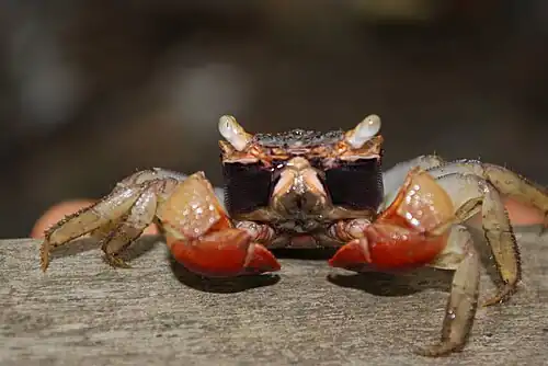 Mangrove crab