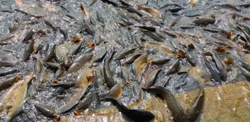 Mansar Lake fishes