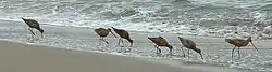 Marbled godwits feeding, Point Reyes National Seashore, California
