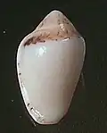 abapertural view