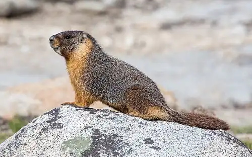 Brown marmot