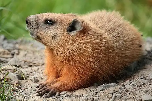 Brown groundhog