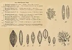 An aged paper showing illustrations of different mastoglia species, with notes on each one.