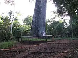 Giant Jequitibá-rosa estimated to be 3000 years old, in the Vassununga State Park, Santa Rita do Passa Quatro.