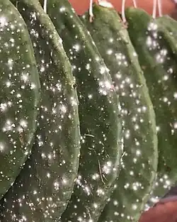 Mealybugs on Prickly Pear Cactus Leaves