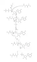 Figure 4. Full mechanism for adenylation of ubiquitin and subsequent ubiquitin binding to E1.