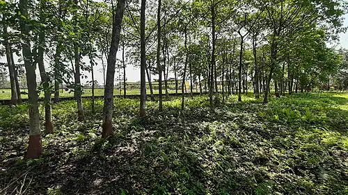 Trees in the science yard, with the college's non-science block in the background