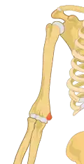 Right medial epicondyle colored in red.