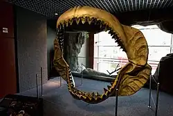 A dark-yellow megalodon jaw reconstruction with two rows of white teeth stained black on the top.