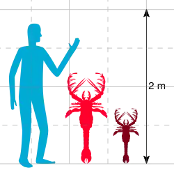 A graph showing the a human at 2 m (6 ft 7 in), with a large lobster-like creature next to it at just under 1.5 m (4 ft 11 in), and a smaller lobster-like creature next to that half its size.